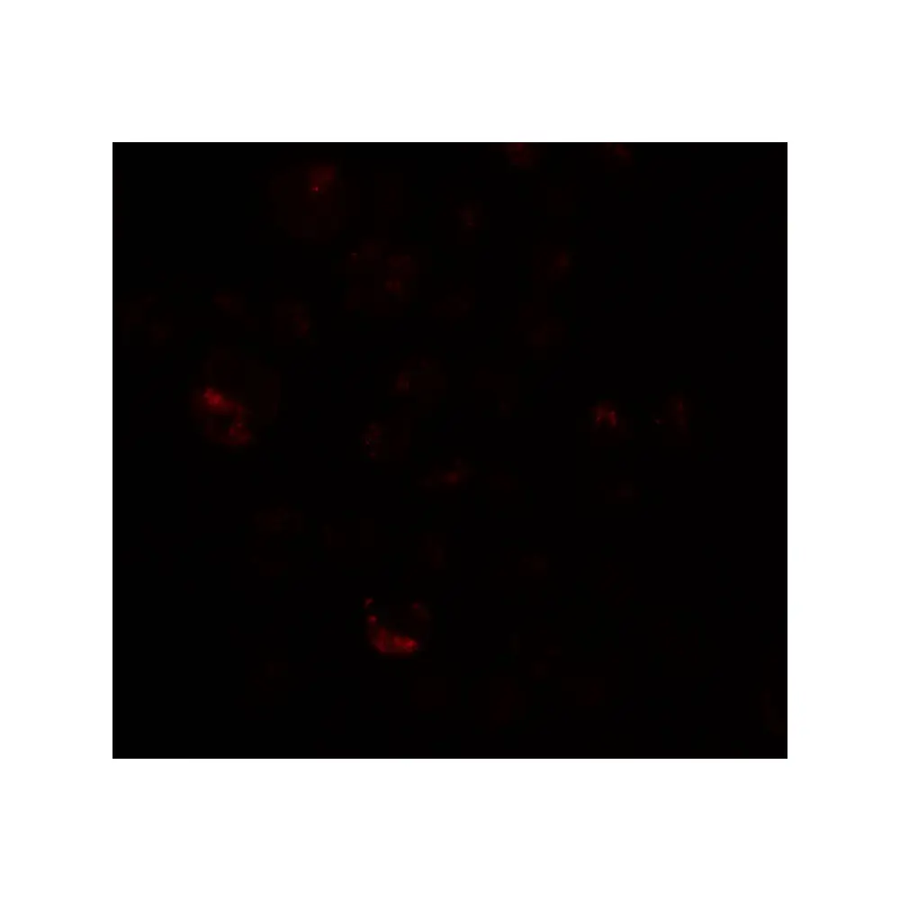 ProSci 6567 PRICKLE4 Antibody, ProSci, 0.1 mg/Unit Tertiary Image