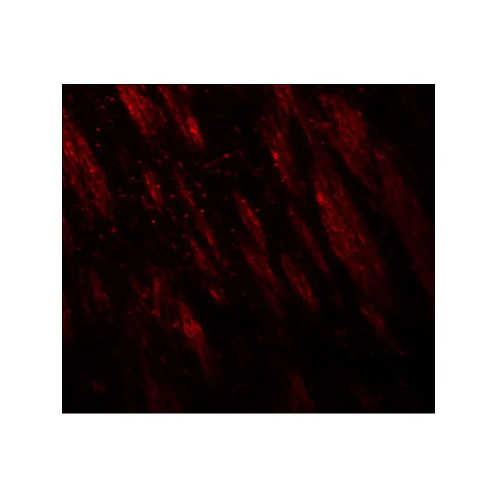 ProSci 8013_S PTPN5 Antibody, ProSci, 0.02 mg/Unit Tertiary Image