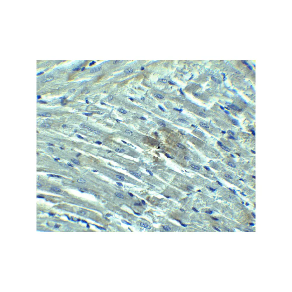 ProSci 3953_S RIG-1 Antibody, ProSci, 0.02 mg/Unit Tertiary Image