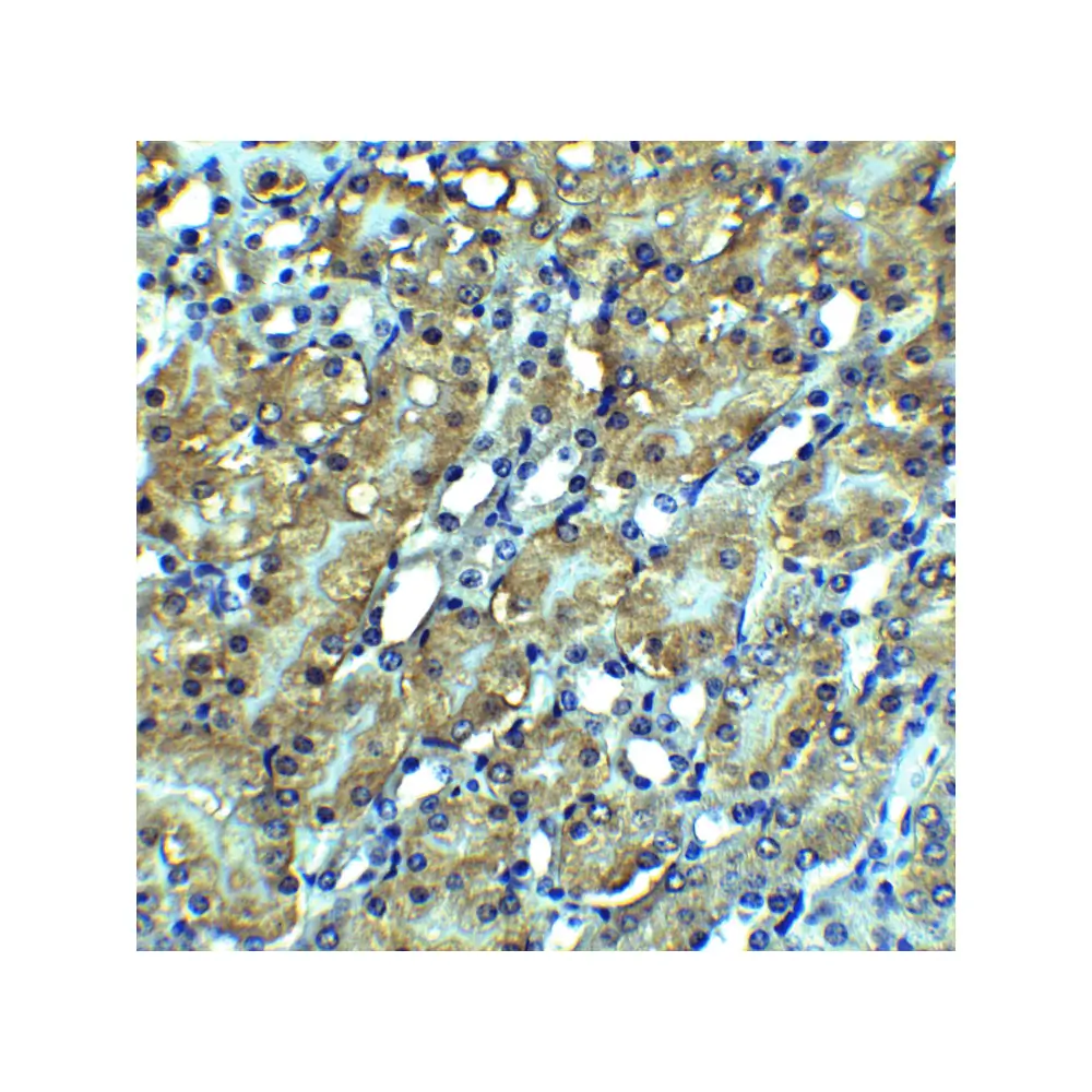 ProSci 2283 RIP3 Antibody, ProSci, 0.1 mg/Unit Quaternary Image