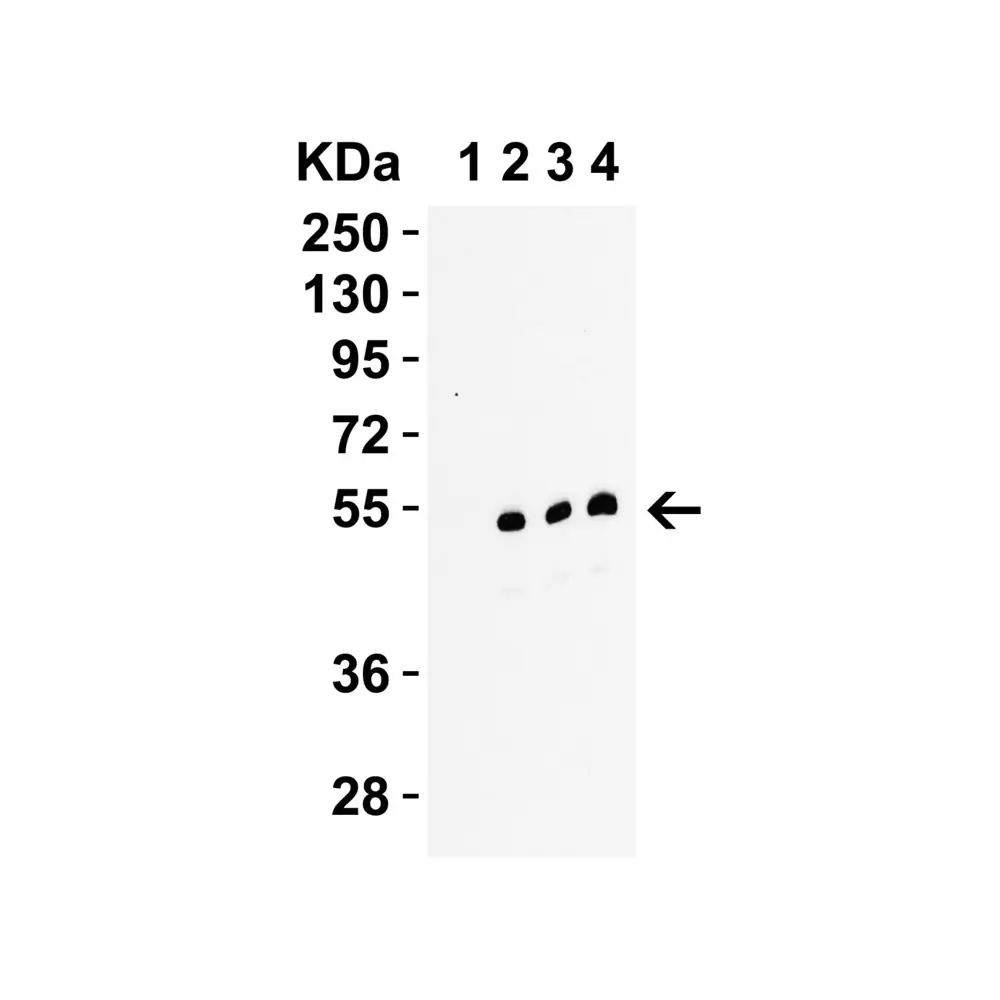 ProSci 2283 RIP3 Antibody, ProSci, 0.1 mg/Unit Secondary Image