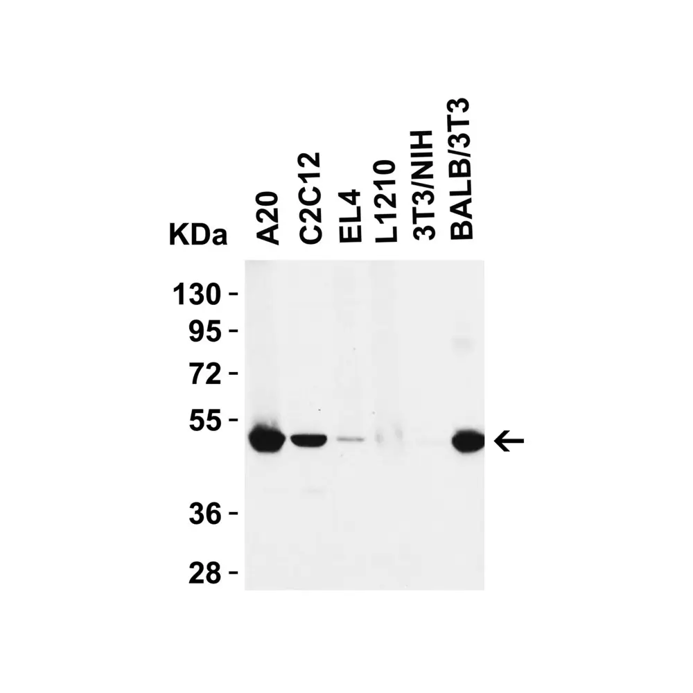 ProSci 2283 RIP3 Antibody, ProSci, 0.1 mg/Unit Tertiary Image