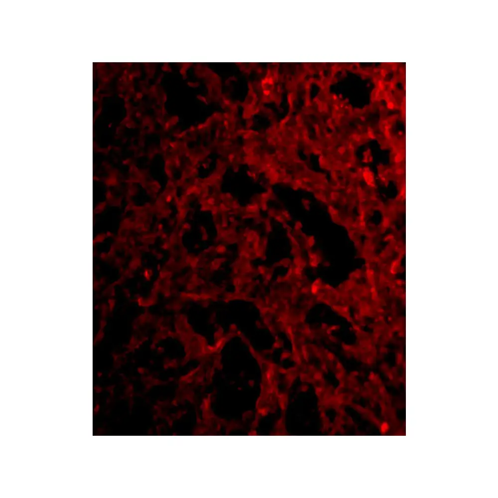 ProSci 3845_S RP105 Antibody, ProSci, 0.02 mg/Unit Tertiary Image