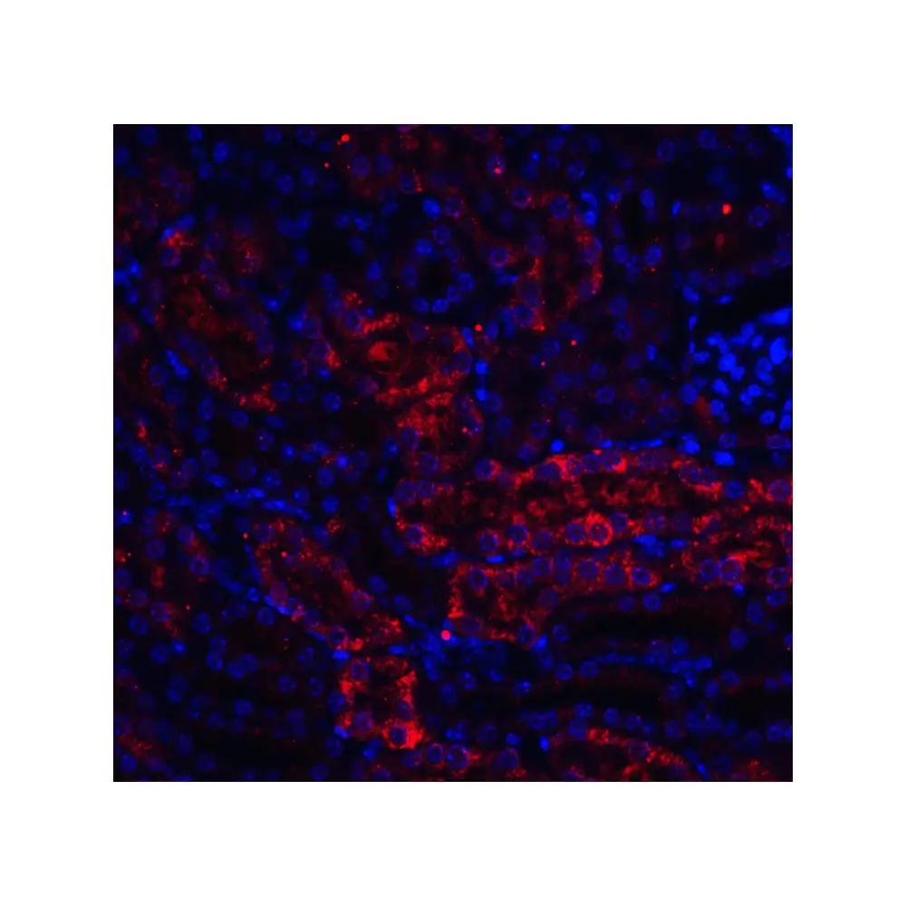 ProSci 4495 RTP801 Antibody, ProSci, 0.1 mg/Unit Tertiary Image