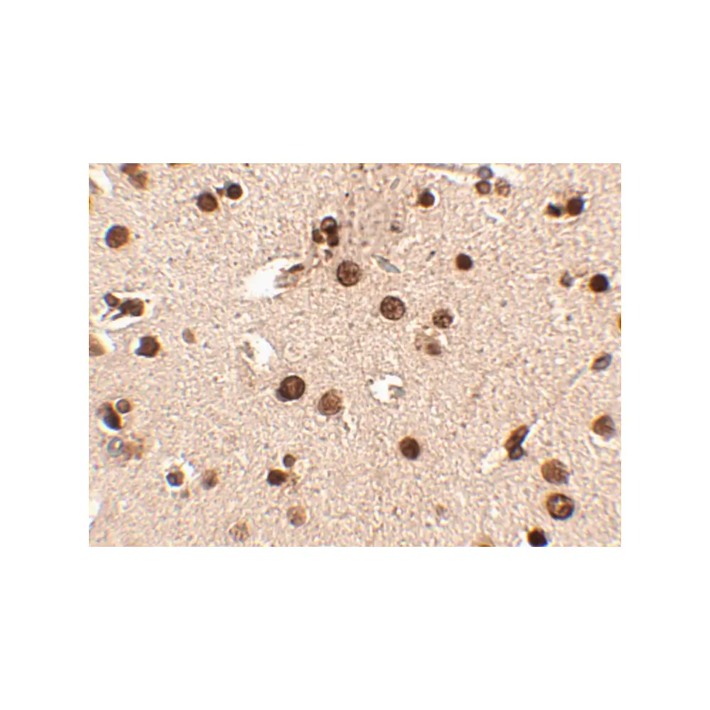 ProSci 4471_S Rim3 Antibody, ProSci, 0.02 mg/Unit Secondary Image