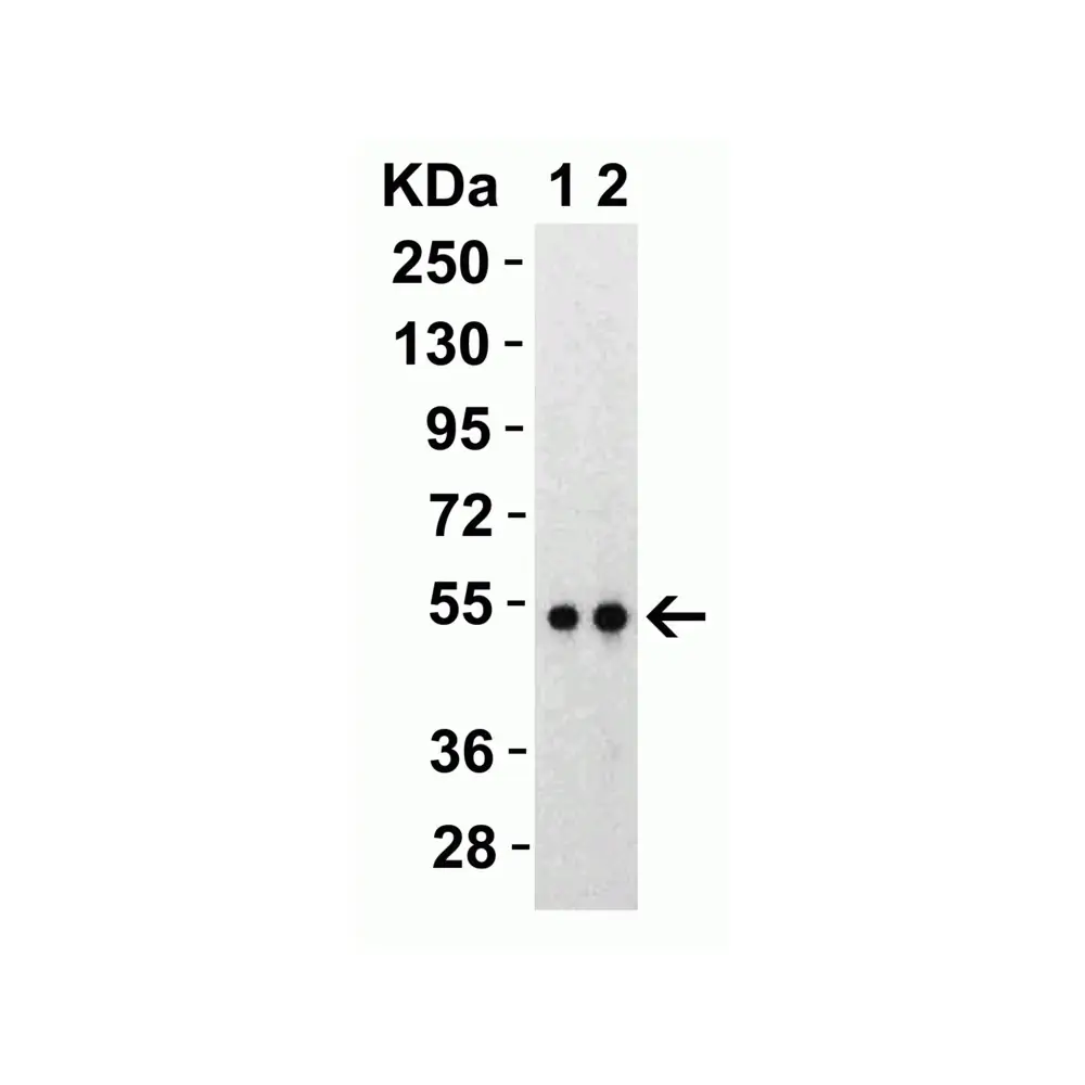 ProSci 9103 SARS-CoV-2 (COVID-19) Nucleocapsid Antibody, ProSci, 0.1 mg/Unit Primary Image