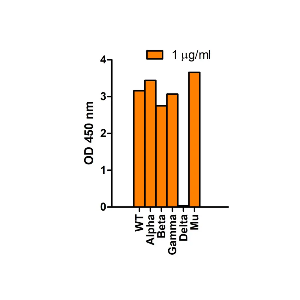 ProSci 9685 SARS-CoV-2 (COVID-19) Spike 156-157EF Antibody, ProSci, 0.1 mg/Unit Primary Image