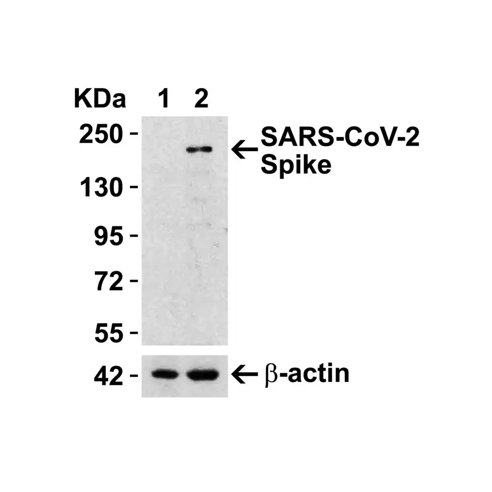 ProSci 9087 SARS-CoV-2 (COVID-19) Spike RBD Antibody, ProSci, 0.1 mg/Unit Senary Image