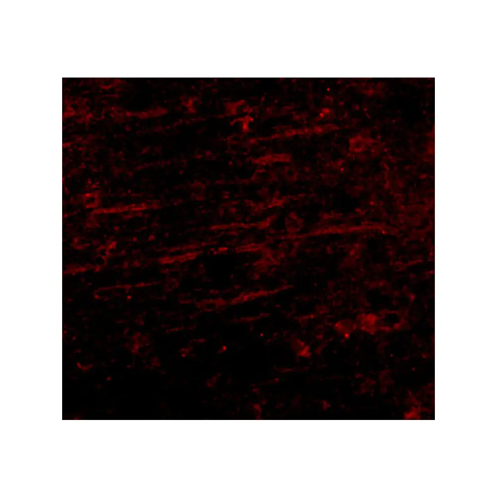 ProSci 5289_S SCAMP4 Antibody, ProSci, 0.02 mg/Unit Tertiary Image