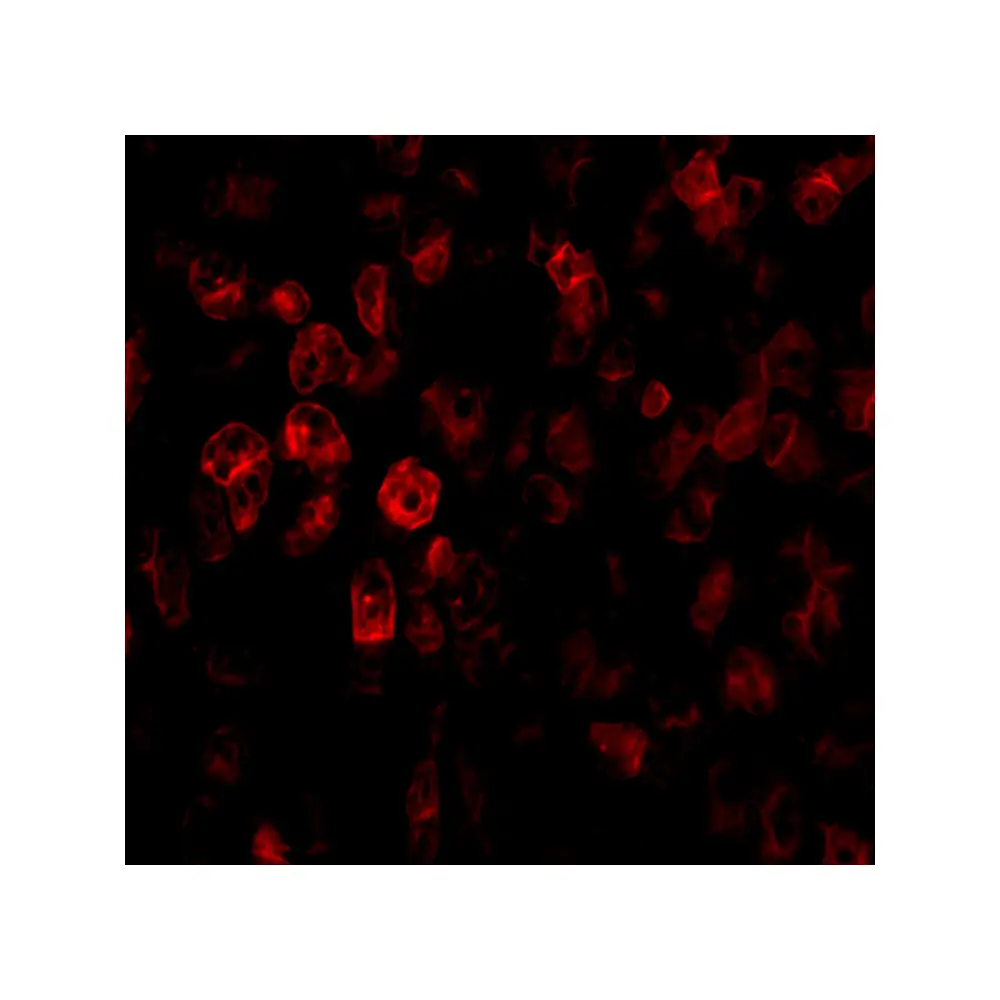 ProSci 4045 SCO2 Antibody, ProSci, 0.1 mg/Unit Tertiary Image