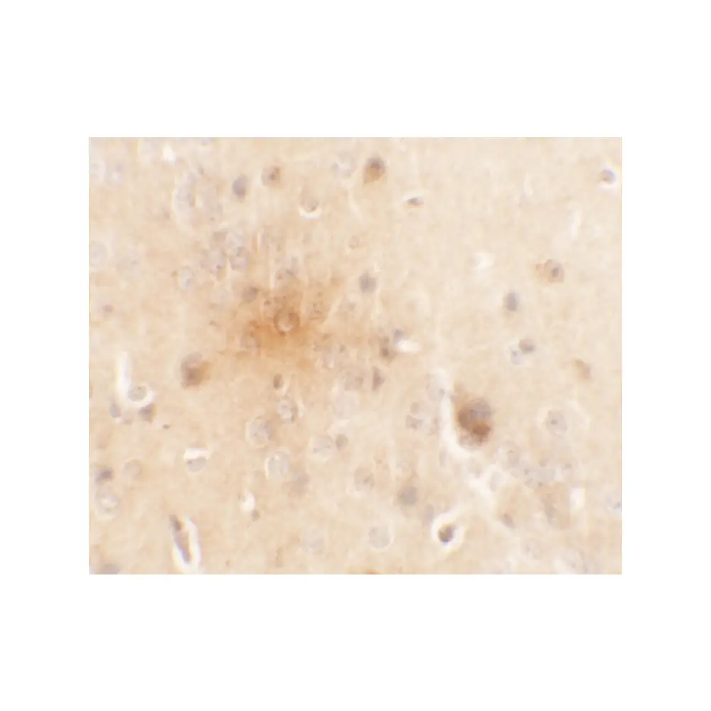 ProSci 6471 SEC62 Antibody, ProSci, 0.1 mg/Unit Secondary Image