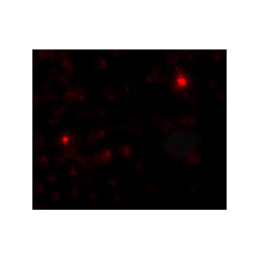 ProSci 7037_S SGSM3 Antibody, ProSci, 0.02 mg/Unit Secondary Image