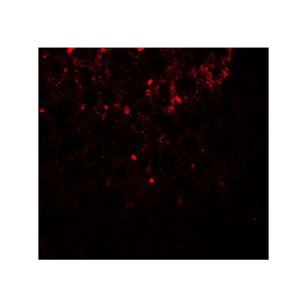 ProSci 7935_S SHBG Antibody, ProSci, 0.02 mg/Unit Secondary Image