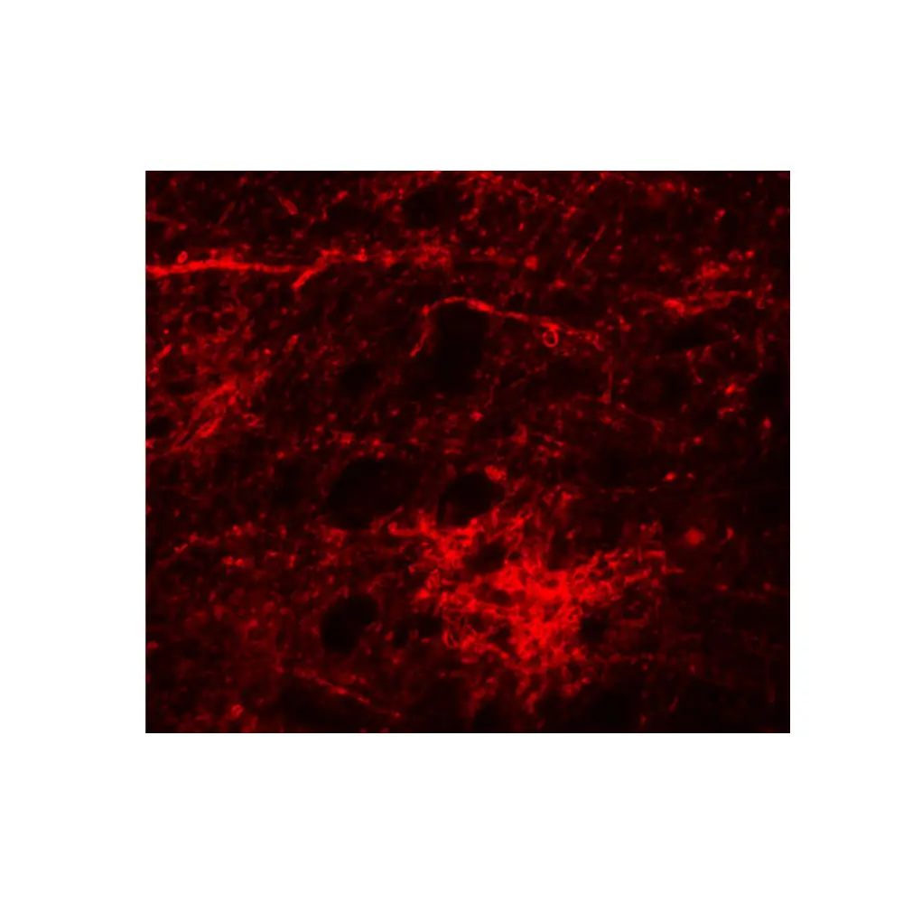 ProSci 5495 SIPA1L3 Antibody, ProSci, 0.1 mg/Unit Tertiary Image