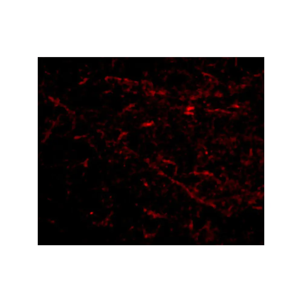 ProSci 4485 SIRT2 Antibody, ProSci, 0.1 mg/Unit Tertiary Image