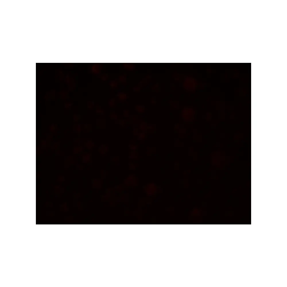 ProSci 6669_S SLAIN1 Antibody, ProSci, 0.02 mg/Unit Secondary Image