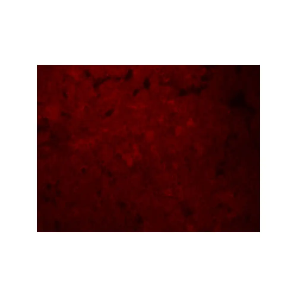 ProSci 8197_S SLCO1B1 Antibody, ProSci, 0.02 mg/Unit Tertiary Image