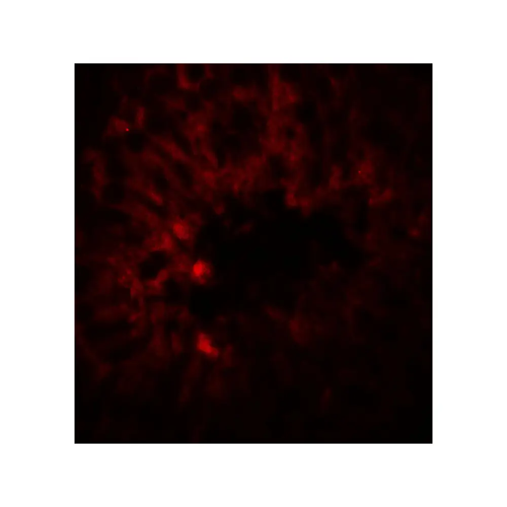 ProSci 8123_S SOX4 Antibody, ProSci, 0.02 mg/Unit Tertiary Image