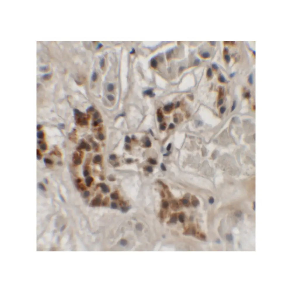 ProSci 6407_S SPRYD4 Antibody, ProSci, 0.02 mg/Unit Secondary Image