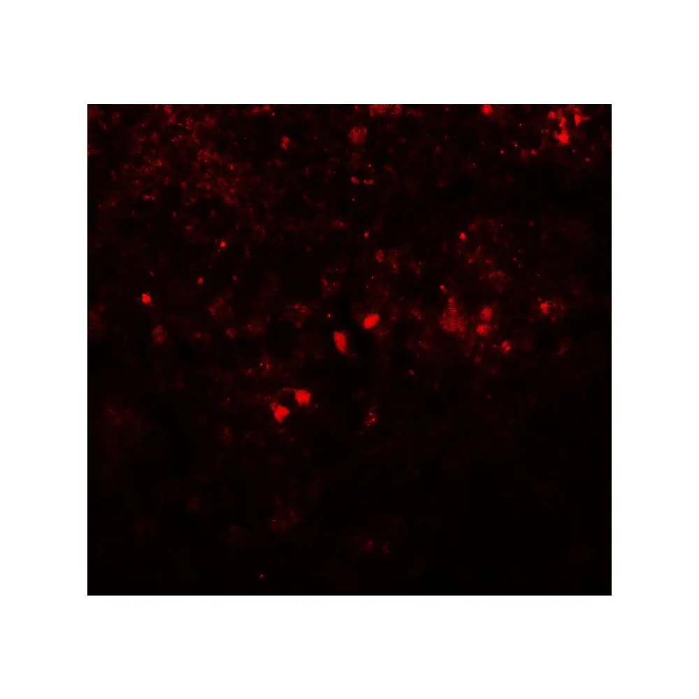 ProSci 7853_S SREBF1 Antibody, ProSci, 0.02 mg/Unit Tertiary Image