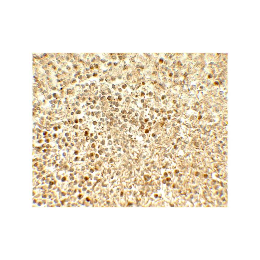 ProSci 7855_S SREBF2 Antibody, ProSci, 0.02 mg/Unit Secondary Image