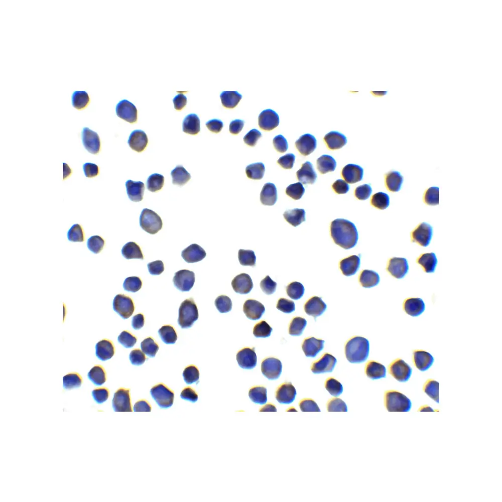 ProSci 8475_S SUSD3 Antibody, ProSci, 0.02 mg/Unit Secondary Image