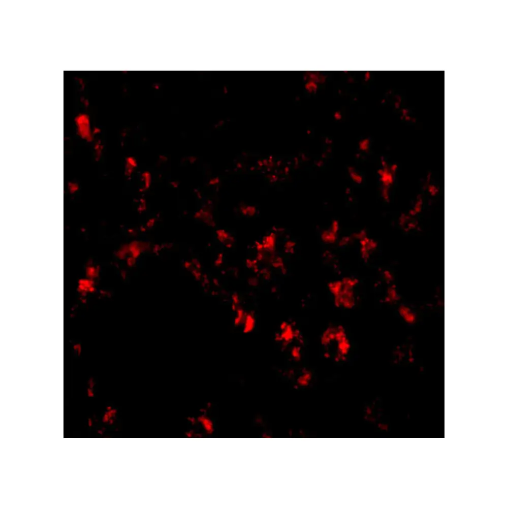 ProSci 5151_S Siglec11 Antibody, ProSci, 0.02 mg/Unit Tertiary Image