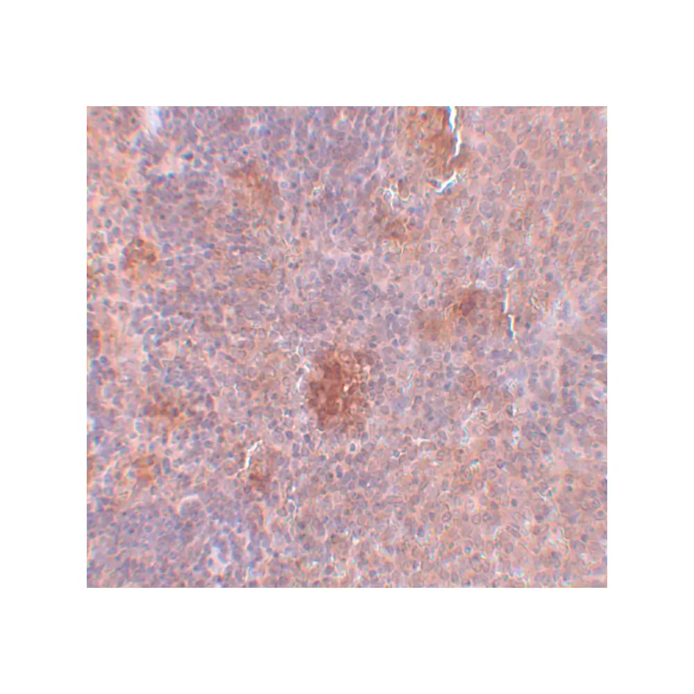 ProSci 5647_S Slc37A2 Antibody, ProSci, 0.02 mg/Unit Secondary Image