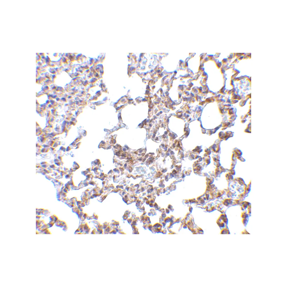 ProSci 2255_S SnoN Antibody, ProSci, 0.02 mg/Unit Secondary Image