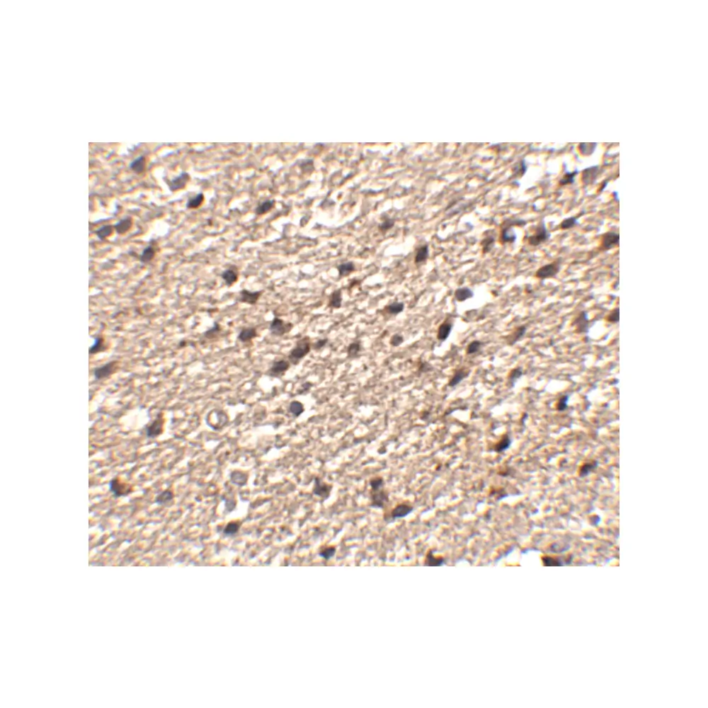 ProSci 4855 Stk39 Antibody, ProSci, 0.1 mg/Unit Secondary Image