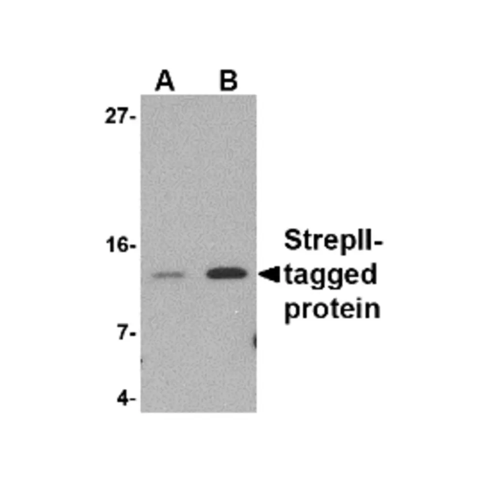 ProSci 4337 StrepII-tag Antibody, ProSci, 0.1 mg/Unit Secondary Image