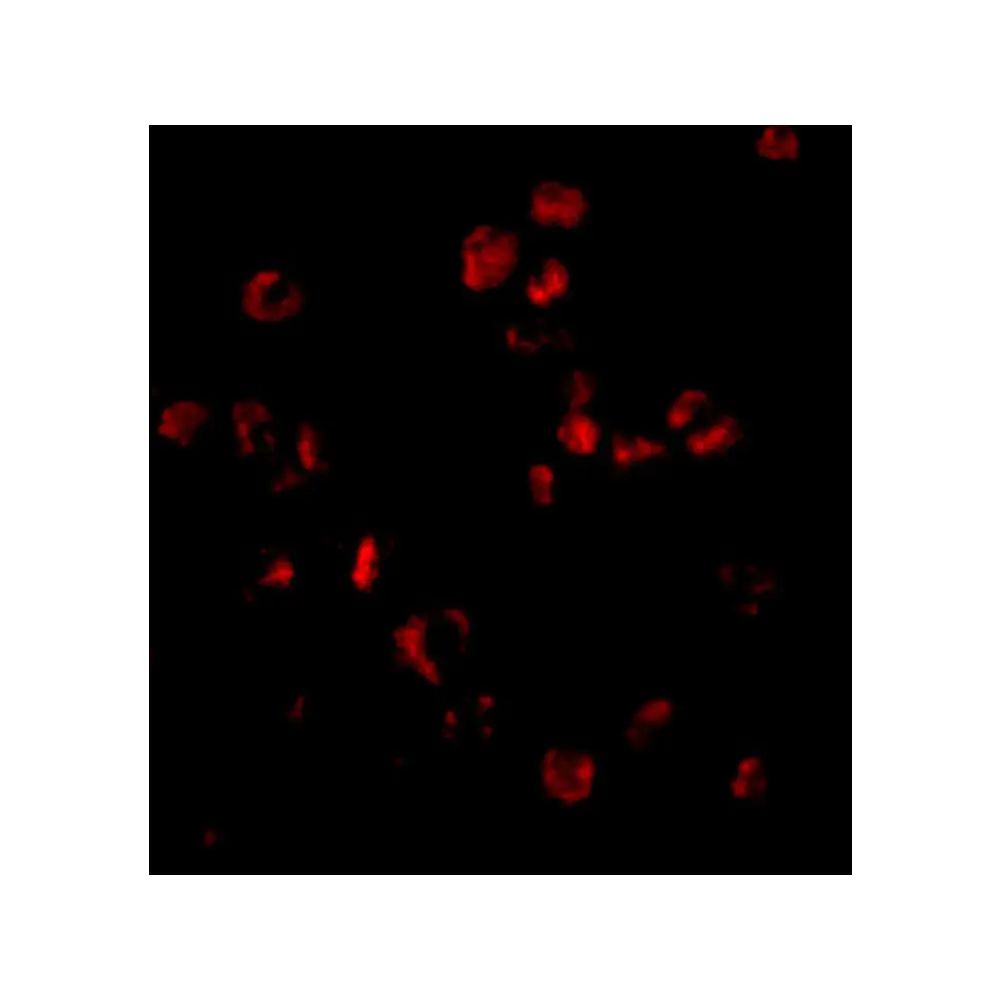 ProSci 3969_S Sumo Antibody, ProSci, 0.02 mg/Unit Tertiary Image