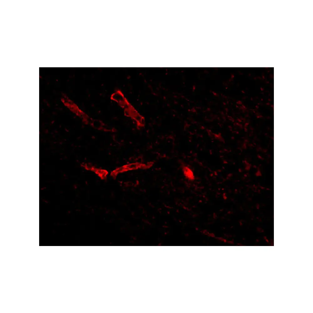 ProSci 4635_S Syntaphilin Antibody, ProSci, 0.02 mg/Unit Tertiary Image