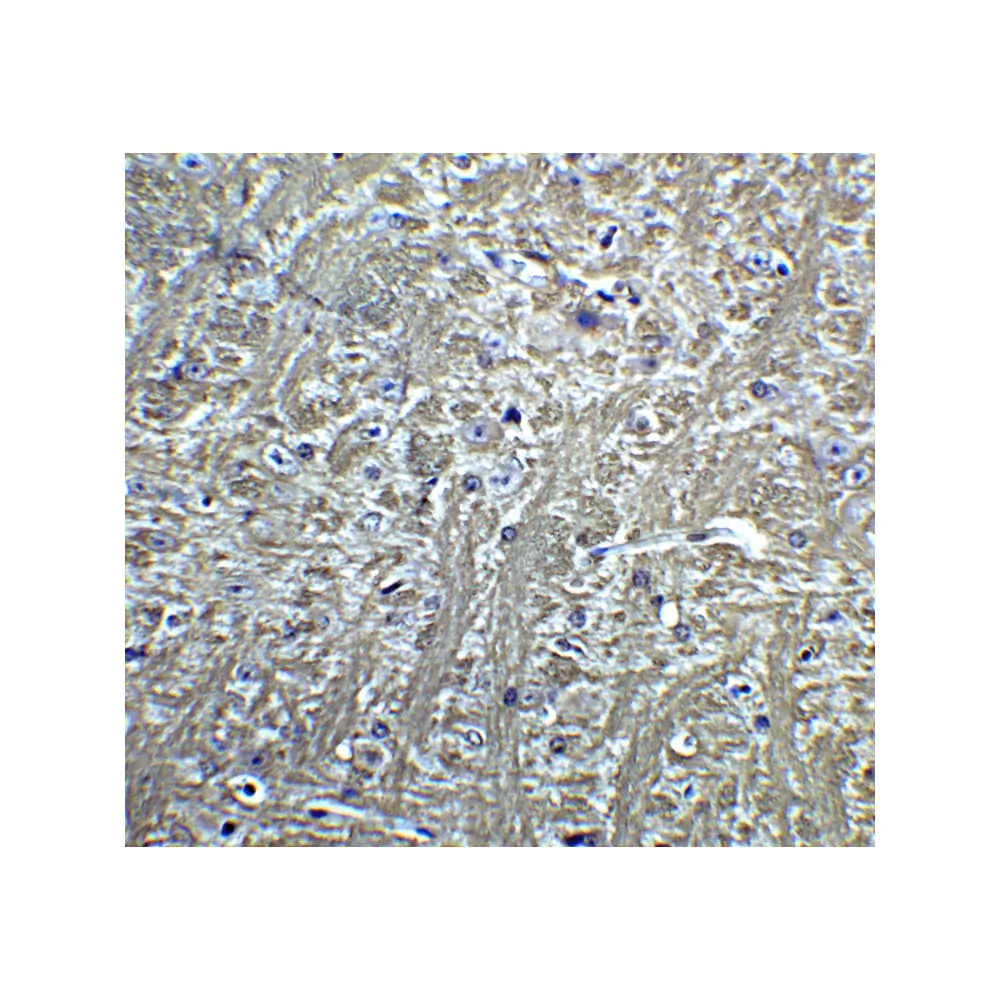 ProSci 3583 T-cadherin Antibody, ProSci, 0.1 mg/Unit Quaternary Image