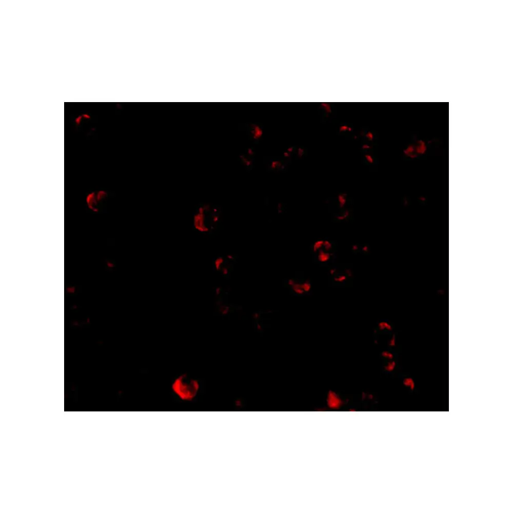 ProSci 4285 TDP43 Antibody, ProSci, 0.1 mg/Unit Tertiary Image