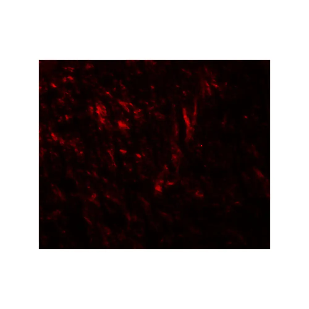 ProSci 8149 TENM1 Antibody, ProSci, 0.1 mg/Unit Tertiary Image