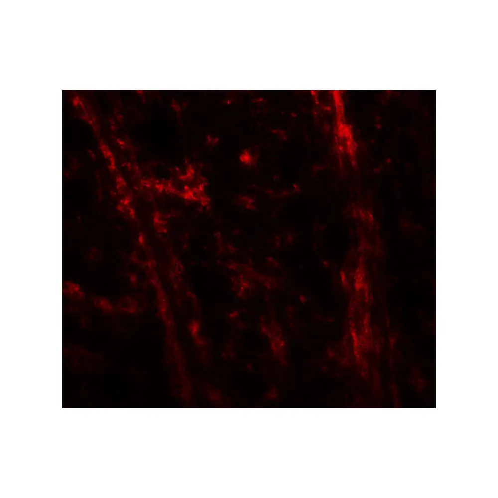 ProSci 8151_S TENM3 Antibody, ProSci, 0.02 mg/Unit Tertiary Image