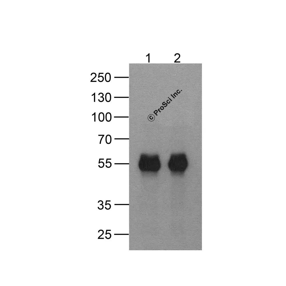 ProSci PM-7669 cMyc-tag Antibody [5G5H7], ProSci, 0.1 mg/Unit Secondary Image