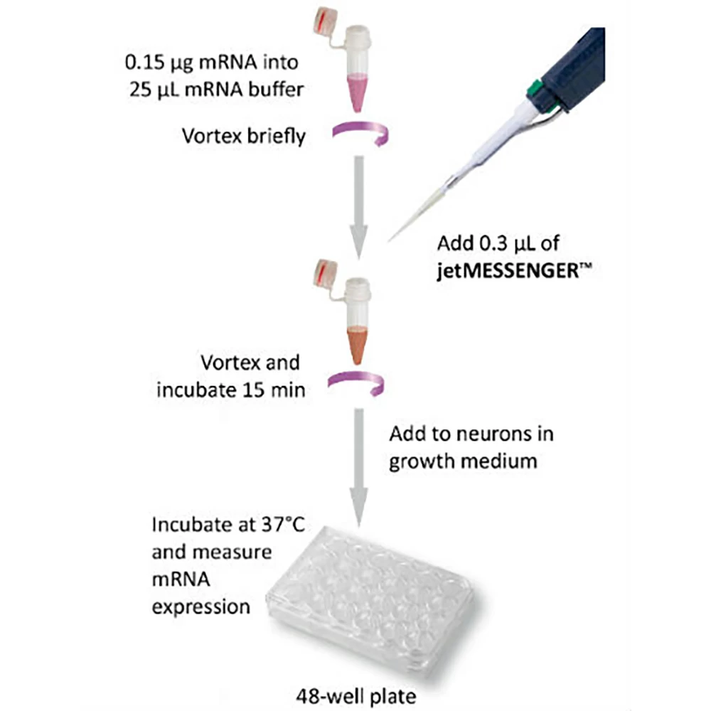 Polyplus-transfection 101000056 jetMESSENGER