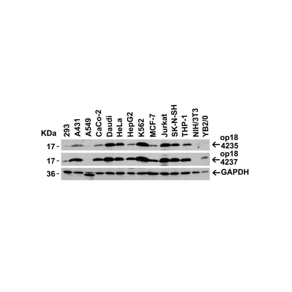 ProSci 4235 op18 Antibody, ProSci, 0.1 mg/Unit Secondary Image