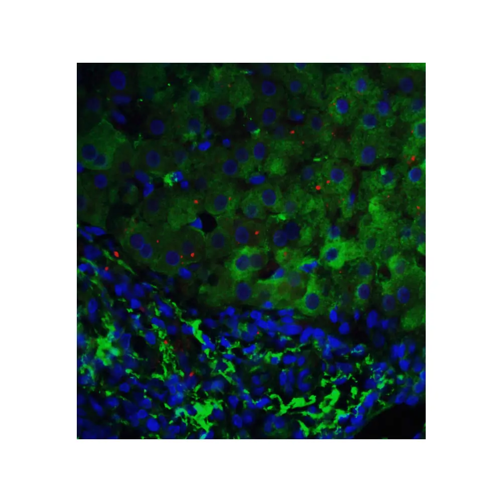 ProSci 3045 p53DINP1 Antibody, ProSci, 0.1 mg/Unit Tertiary Image